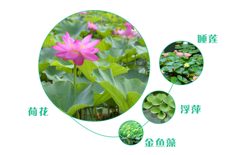 如何選擇污水處理工程的人工濕地植物？
